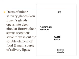 Ducts of minor
salivary glands (von
Ebner’s glands)
opens into deep
circular furrow ,their
serous secretions
serve to wash out the
soluble element of
food & main source
of salivary lipase.
TASTE
BUDS
Serous
glands
CV
FUNGIFORM
PAPILLAE
 