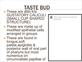 TASTE BUD
 These are also k/a
GUSTATORY CALICULI
(SMALL CUP SHAPED
STRUCTURE)
 These are made up of
modified epithelial cells
arranged in groups.
 These are found in
tongue,soft
palate,epiglottis &
posterior wall of oral part
of pharynx.but most
numerous on
circumvallate papillae of
 