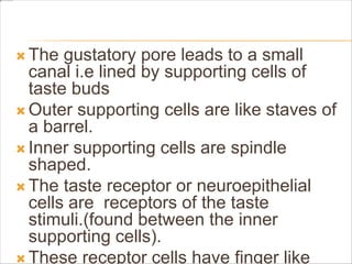 The gustatory pore leads to a small
canal i.e lined by supporting cells of
taste buds
 Outer supporting cells are like staves of
a barrel.
 Inner supporting cells are spindle
shaped.
 The taste receptor or neuroepithelial
cells are receptors of the taste
stimuli.(found between the inner
supporting cells).
 These receptor cells have finger like
 