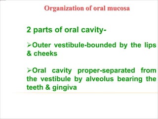 Organization of oral mucosa
2 parts of oral cavity-
Outer vestibule-bounded by the lips
& cheeks
Oral cavity proper-separated from
the vestibule by alveolus bearing the
teeth & gingiva
 
