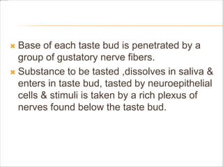  Base of each taste bud is penetrated by a
group of gustatory nerve fibers.
 Substance to be tasted ,dissolves in saliva &
enters in taste bud, tasted by neuroepithelial
cells & stimuli is taken by a rich plexus of
nerves found below the taste bud.
 