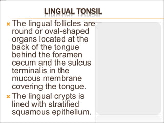 LINGUAL TONSIL
 The lingual follicles are
round or oval-shaped
organs located at the
back of the tongue
behind the foramen
cecum and the sulcus
terminalis in the
mucous membrane
covering the tongue.
 The lingual crypts is
lined with stratified
squamous epithelium.
 