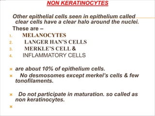 NON KERATINOCYTES
Other epithelial cells seen in epithelium called
clear cells have a clear halo around the nuclei.
These are –
1. MELANOCYTES
2. LANGER HAN’S CELLS
3. MERKLE’S CELL &
4. INFLAMMATORY CELLS
 are about 10% of epithelium cells.
 No desmosomes except merkel’s cells & few
tonofilaments.
 Do not participate in maturation. so called as
non keratinocytes.

 