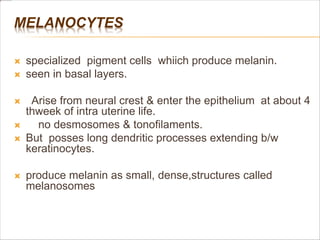 MELANOCYTES
 specialized pigment cells whiich produce melanin.
 seen in basal layers.
 Arise from neural crest & enter the epithelium at about 4
thweek of intra uterine life.
 no desmosomes & tonofilaments.
 But posses long dendritic processes extending b/w
keratinocytes.
 produce melanin as small, dense,structures called
melanosomes
 
