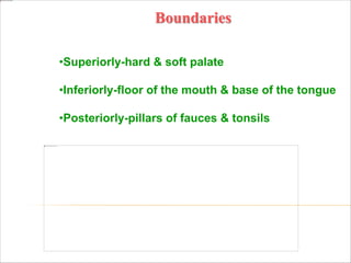 Boundaries
•Superiorly-hard & soft palate
•Inferiorly-floor of the mouth & base of the tongue
•Posteriorly-pillars of fauces & tonsils
 