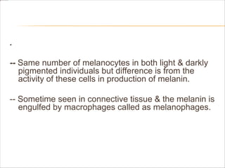 .
-- Same number of melanocytes in both light & darkly
pigmented individuals but difference is from the
activity of these cells in production of melanin.
-- Sometime seen in connective tissue & the melanin is
engulfed by macrophages called as melanophages.
 