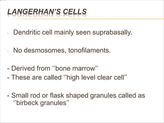 LANGERHAN’S CELLS
- Dendritic cell mainly seen suprabasally.
- No desmosomes, tonofilaments.
- Derived from ‘’bone marrow’’
- These are called ‘’high level clear cell’’
- Small rod or flask shaped granules called as
‘’birbeck granules’’
 