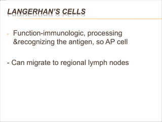 LANGERHAN’S CELLS
- Function-immunologic, processing
&recognizing the antigen, so AP cell
- Can migrate to regional lymph nodes
 
