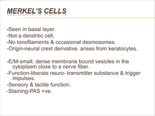 MERKEL’S CELLS
-Seen in basal layer.
-Not a dendritic cell.
-No tonofilaments & occasional desmosomes.
-Origin-neural crest derivative. arises from keratocytes.
-E/M-small, dense membrane bound vesicles in the
cytoplasm close to a nerve fiber.
-Function-liberate neuro- transmitter substance & trigger
impulses.
-Sensory & tactile function.
-Staining-PAS +ve.
 