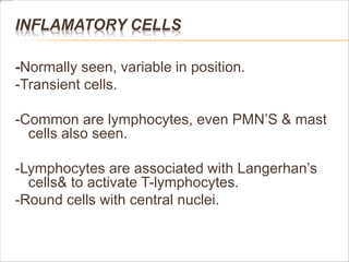 INFLAMATORY CELLS
-Normally seen, variable in position.
-Transient cells.
-Common are lymphocytes, even PMN’S & mast
cells also seen.
-Lymphocytes are associated with Langerhan’s
cells& to activate T-lymphocytes.
-Round cells with central nuclei.
 