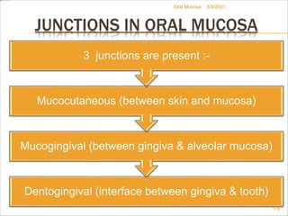 JUNCTIONS IN ORAL MUCOSA
Dentogingival (interface between gingiva & tooth)
Mucogingival (between gingiva & alveolar mucosa)
Mucocutaneous (between skin and mucosa)
3 junctions are present :-
8/9/2021
176
Oral Mucosa
 