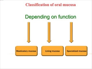 Classification of oral mucosa
Depending on function
Masticatory mucosa Lining mucosa Specialized mucosa
 