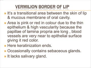 VERMILION BORDER OF LIP
 It’s a transitional area between the skin of lip
& mucous membrane of oral cavity.
 Area is pink or red in colour due to the thin
epithelium & high vascularity because the
papillae of lamina propria are long , blood
vessels are very near to epithelial surface
giving it red color.
 Here keratinization ends.
 Occasionally contains sebaceous glands.
 It lacks salivary gland.
 