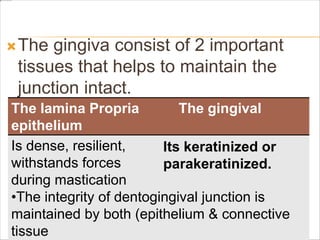 The gingiva consist of 2 important
tissues that helps to maintain the
junction intact.
The lamina Propria The gingival
epithelium
Is dense, resilient,
withstands forces
during mastication
•The integrity of dentogingival junction is
maintained by both (epithelium & connective
tissue
Its keratinized or
parakeratinized.
 