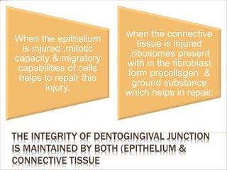 THE INTEGRITY OF DENTOGINGIVAL JUNCTION
IS MAINTAINED BY BOTH (EPITHELIUM &
CONNECTIVE TISSUE
When the epithelium
is injured ,mitotic
capacity & migratory
capabilities of cells
helps to repair this
injury.
when the connective
tissue is injured
,ribosomes present
with in the fibroblast
form procollagen &
ground substance
which helps in repair.
 