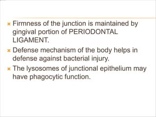  Firmness of the junction is maintained by
gingival portion of PERIODONTAL
LIGAMENT.
 Defense mechanism of the body helps in
defense against bacterial injury.
 The lysosomes of junctional epithelium may
have phagocytic function.
 