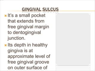 GINGIVAL SULCUS
 It’s a small pocket
that extends from
free gingival margin
to dentogingival
junction.
 Its depth in healthy
gingiva is at
approximate level of
free gingival groove
on outer surface of
 