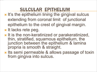 SULCULAR EPITHELIUM
 It’s the epithelium lining the gingival sulcus
extending from coronal limit of junctional
epithelium to the crest of gingival margin.
 It lacks rete peg.
 It is the non-keratinized or parakeratinized,
thin, stratified, squamous epithelium, the
junction between the epithelium & lamina
propria is smooth & straight.
 Its semi permeable & allows passage of toxin
from gingiva into sulcus.
 