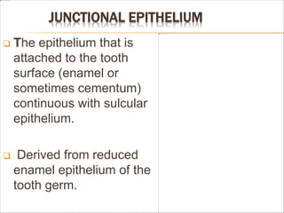 JUNCTIONAL EPITHELIUM
 The epithelium that is
attached to the tooth
surface (enamel or
sometimes cementum)
continuous with sulcular
epithelium.
 Derived from reduced
enamel epithelium of the
tooth germ.
 