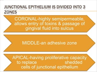 JUNCTIONAL EPITHELIUM IS DIVIDED INTO 3
ZONES
CORONAL-highly semipermeable,
allows entry of toxins & passage of
gingival fluid into sulcus
MIDDLE-an adhesive zone
APICAL-having proliferative capacity
to replace shedded
cells of junctional epithelium
 