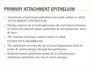 PRIMARY ATTACHMENT EPITHELIUM
 Attachment of junctional epithelium onto tooth surface is called
ATTACHMENT EPITHELIUM.
 During eruption tip of tooth approaches the oral mucosa because
of which the reduced enamel epithelium & oral epithelium meet
& fuses.
 The remnant of primary enamel cuticle is called
NYSMYTH’S MEMBRANE.
 The epithelium covering the tip of crown degenerates from its
center & crown emerges through this perforation.
 Reduced enamel epithelium remain & its called primary
attachment epithelium once tip of crown emerges.
 