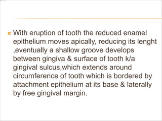  With eruption of tooth the reduced enamel
epithelium moves apically, reducing its lenght
,eventually a shallow groove develops
between gingiva & surface of tooth k/a
gingival sulcus,which extends around
circumference of tooth which is bordered by
attachment epithelium at its base & laterally
by free gingival margin.
 