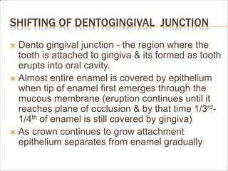 SHIFTING OF DENTOGINGIVAL JUNCTION
 Dento gingival junction - the region where the
tooth is attached to gingiva & its formed as tooth
erupts into oral cavity.
 Almost entire enamel is covered by epithelium
when tip of enamel first emerges through the
mucous membrane (eruption continues until it
reaches plane of occlusion & by that time 1/3rd-
1/4th of enamel is still covered by gingiva)
 As crown continues to grow attachment
epithelium separates from enamel gradually
 