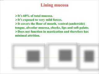 Lining mucosa
It’s 60% of total mucosa.
It’s exposed to very mild forces.
It covers the floor of mouth, ventral (underside)
tongue, alveolar mucosa, cheeks, lips and soft palate.
Does not function in mastication and therefore has
minimal attrition.
 