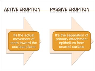 ACTIVE ERUPTION PASSIVE ERUPTION
Its the actual
movement of
teeth toward the
occlusal plane
It’s the separation of
primary attachment
epithelium from
enamel surface
 