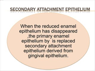 SECONDARY ATTACHMENT EPITHELIUM
When the reduced enamel
epithelium has disappeared
,the primary enamel
epithelium by is replaced
secondary attachment
epithelium derived from
gingival epithelium.
 