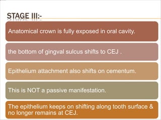 STAGE III:-
Anatomical crown is fully exposed in oral cavity.
the bottom of gingval sulcus shifts to CEJ .
Epithelium attachment also shifts on cementum.
This is NOT a passive manifestation.
The epithelium keeps on shifting along tooth surface &
no longer remains at CEJ.
 