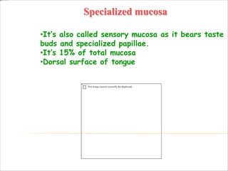Specialized mucosa
•It’s also called sensory mucosa as it bears taste
buds and specialized papillae.
•It’s 15% of total mucosa
•Dorsal surface of tongue
 