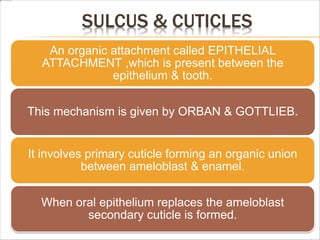 SULCUS & CUTICLES
An organic attachment called EPITHELIAL
ATTACHMENT ,which is present between the
epithelium & tooth.
This mechanism is given by ORBAN & GOTTLIEB.
It involves primary cuticle forming an organic union
between ameloblast & enamel.
When oral epithelium replaces the ameloblast
secondary cuticle is formed.
 