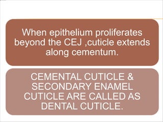 When epithelium proliferates
beyond the CEJ ,cuticle extends
along cementum.
CEMENTAL CUTICLE &
SECONDARY ENAMEL
CUTICLE ARE CALLED AS
DENTAL CUTICLE.
 