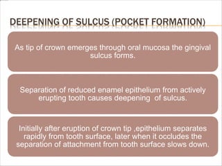 DEEPENING OF SULCUS (POCKET FORMATION)
As tip of crown emerges through oral mucosa the gingival
sulcus forms.
Separation of reduced enamel epithelium from actively
erupting tooth causes deepening of sulcus.
Initially after eruption of crown tip ,epithelium separates
rapidly from tooth surface, later when it occludes the
separation of attachment from tooth surface slows down.
 