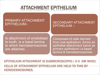 ATTACHMENT EPITHELIUM
EPITHELIUM ATTACHMENT IS SUBMICROSCOPIC ( 4 0 NM WIDE)
CELLS OF ATTACHMENT EPITHELIUM ARE HELD TO THIS BY
HEMIDESMOSOMES.
PRIMARY ATTACHMENT
EPITHELIUM:-
Is attachment of ameloblast
to tooth, is a basal lamina
to which hemidesmosomes
are attached.
SECONDARY ATTACHMENT
EPITHELIUM :-
Composed of cells derived
from oral epithelium ,forms an
epithelial attachment same as
primary epithelium i.e basal
lamina & hemidesmosomes.
 