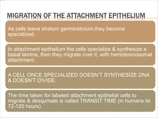 MIGRATION OF THE ATTACHMENT EPITHELIUM
As cells leave stratum germinativium,they become
specialized.
In attachment epithelium the cells specialize & synthesize a
basal lamina, then they migrate over it, with hemidesmosomal
attachment.
A CELL ONCE SPECIALIZED DOESN’T SYNTHESIZE DNA
& DOESN’T DIVIDE.
The time taken for labeled attachment epithelial cells to
migrate & desqumate is called TRANSIT TIME (in humans its
72-120 hours)
 