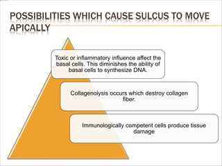 POSSIBILITIES WHICH CAUSE SULCUS TO MOVE
APICALLY
Toxic or inflammatory influence affect the
basal cells. This diminishes the ability of
basal cells to synthesize DNA.
Collagenolysis occurs which destroy collagen
fiber.
Immunologically competent cells produce tissue
damage
 