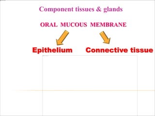 ORAL MUCOUS MEMBRANE
Epithelium Connective tissue
Component tissues & glands
 