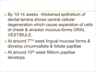  By 10-14 weeks –thickened epithelium of
dental lamina shows central cellular
degeneration which cause separation of cells
of cheek & alveolar mucous-forms ORAL
VESTIBULE.
 At around 7TH week lingual mucosa forms &
develop circumvallate & foliate papillae
 At around 10th week filiform papillae
develops
 