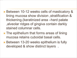  Between 10-12 weeks cells of masticatory &
lining mucosa show division ,stratification &
thickening.(keratinized area –hard palate
,alveolar ridges of gingiva contain darkly
stained columnar cells.
 The epithelium that forms areas of lining
mucosa retains cuboidal basal cells.
 Between 13-20 weeks epithelium is fully
developed & show distinct layers .
 