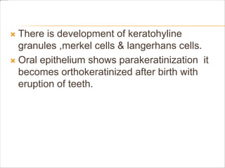  There is development of keratohyline
granules ,merkel cells & langerhans cells.
 Oral epithelium shows parakeratinization it
becomes orthokeratinized after birth with
eruption of teeth.
 