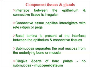Component tissues & glands
Interface between the epithelium &
connective tissue is irregular
Connective tissue papillae interdigitate with
rete ridges or pegs
Basal lamina is present at the interface
between the epithelum & connective tissues
Submucosa separates the oral mucosa from
the underlying bone or muscle
Gingiva &parts of hard palate - no
submucosa - mucoperiosteum
 