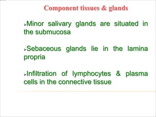 Component tissues & glands
Minor salivary glands are situated in
the submucosa
Sebaceous glands lie in the lamina
propria
Infiltration of lymphocytes & plasma
cells in the connective tissue
 