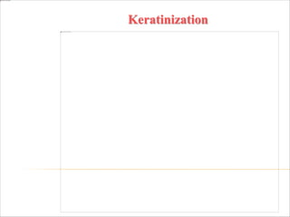 Keratinization
 