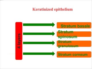 Keratinized epithelium
4
layers
Stratum
spinosum
Stratum
granulosum
Stratum corneum
Stratum basale
 