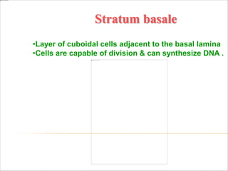 Stratum basale
•Layer of cuboidal cells adjacent to the basal lamina
•Cells are capable of division & can synthesize DNA .
 