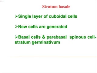 Stratum basale
Single layer of cuboidal cells
New cells are generated
Basal cells & parabasal spinous cell-
stratum germinativum
 