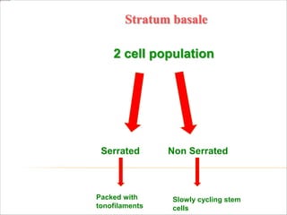 Stratum basale
2 cell population
Serrated Non Serrated
Packed with
tonofilaments
Slowly cycling stem
cells
 