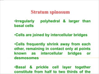 Stratum spinosum
•Irregularly polyhedral & larger than
basal cells
•Cells are joined by intercellular bridges
•Cells frequently shrink away from each
other, remaining in contact only at points
known as intercellular bridges or
desmosomes
•Basal & prickle cell layer together
constitute from half to two thirds of the
 